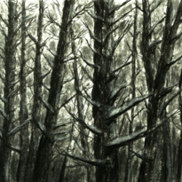 Black and white drawing of a dense pine forest, artwork for Christian Wethered's single The First Thing